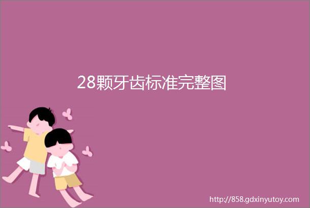 28颗牙齿标准完整图